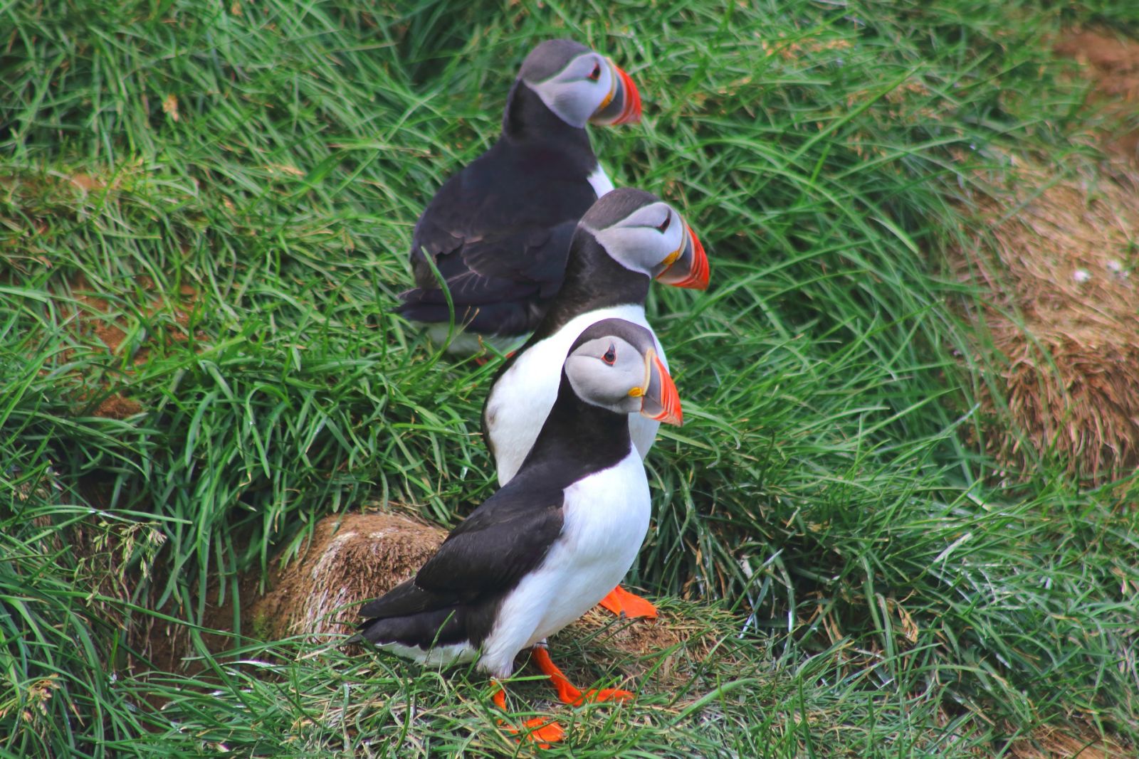 Papegaaiduikers in IJsland van mei tot augustus.